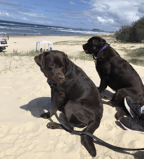 Monnybrook Labrador Retrievers