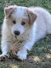 Maraloy Border Collies