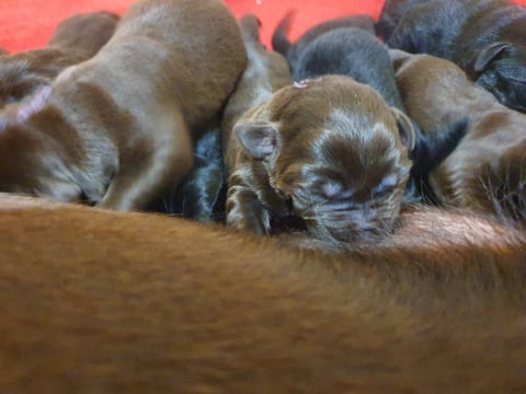 Newborn Labrador Retriever Puppies