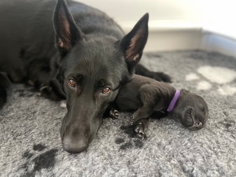 Snuggles with mum - LAHETO German Shepherds