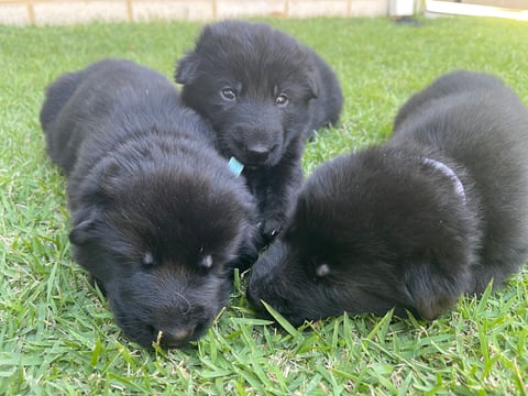 3 weeks old - current litter - LAHETO German Sheph