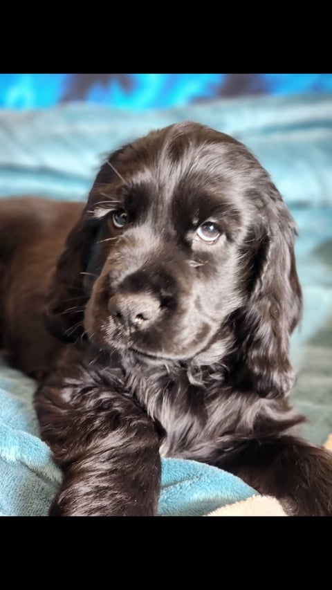 Duke - Daisy's brother - Charlisangl Cocker Spanie