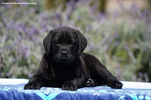 Oldcastle Labrador Pup