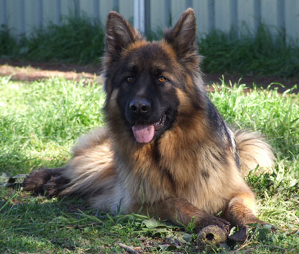 Bossface German Shepherds Australia