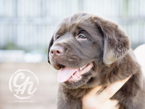 Orsina Labradors