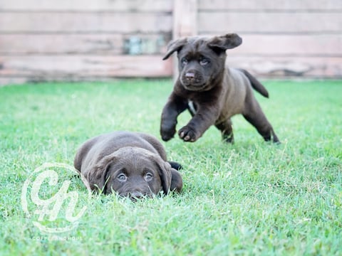 Orsina Labradors