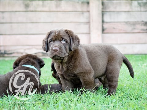 Orsina Labradors