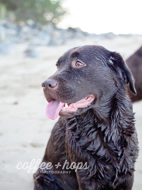 Orsina Labradors