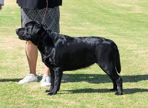 Woodsview Labradors