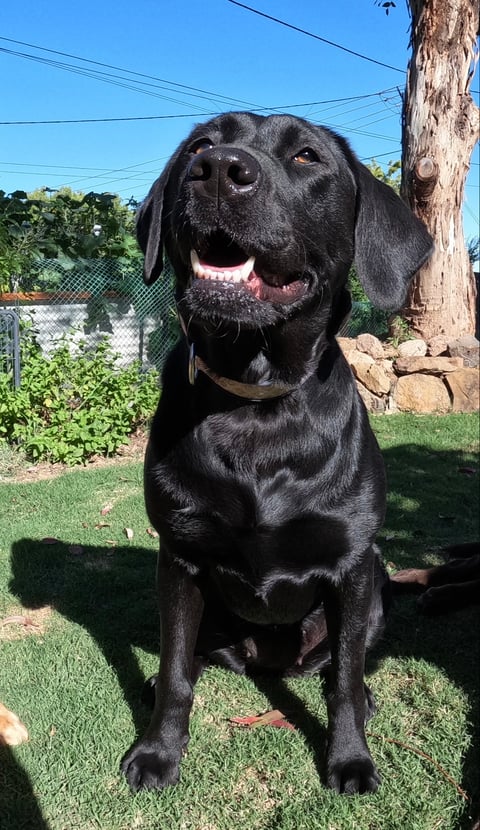 LABS OF VALOUR LABRADOR RETRIEVERS