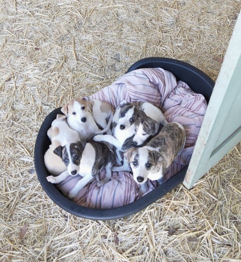 Puppies from 2022