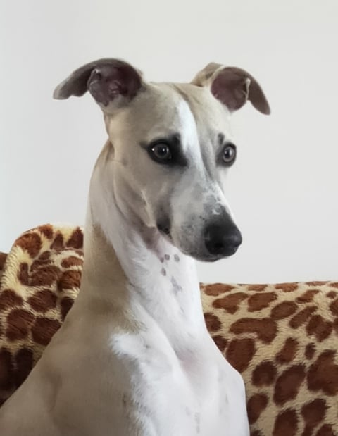 CH. Alpine king (Dougie) - Whippawill Whippets