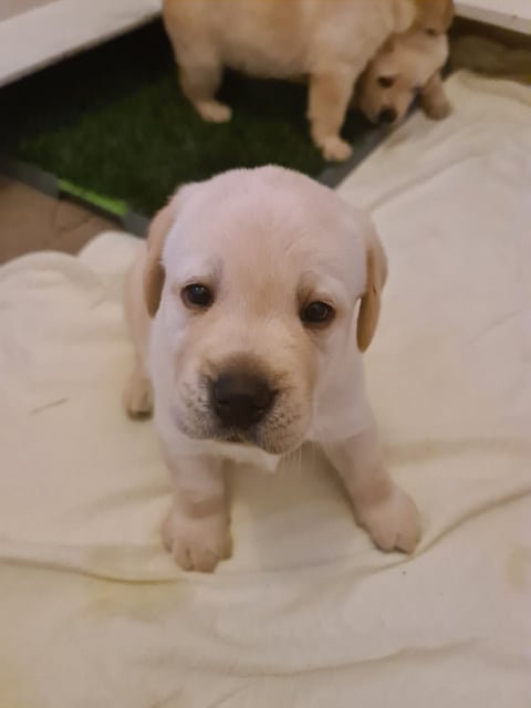 Portview Labrador Retriever Puppy