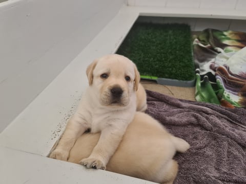 Portview Labrador Retriever Puppy