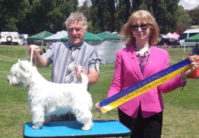 Glemand West Highland White Terriers