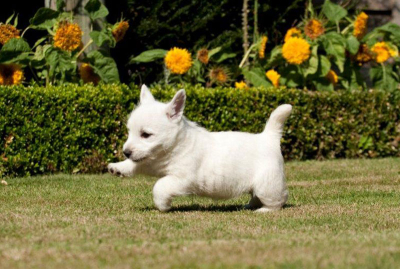 Glemand Westie Puppy