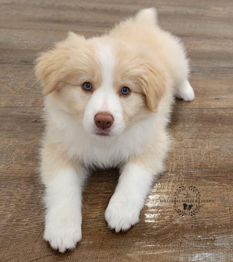 Shellbree Border Collies