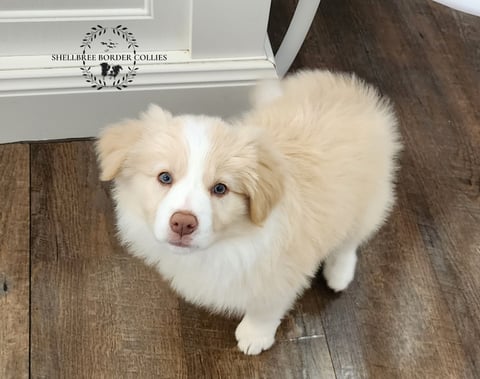 Shellbree Border Collies