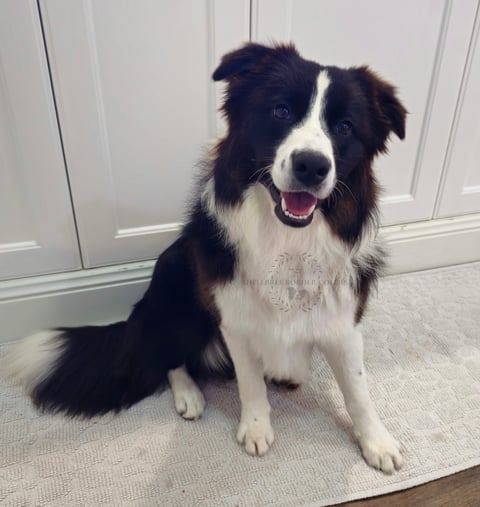 Shellbree Border Collies