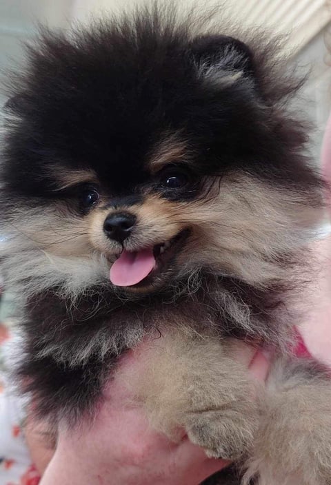 Linus- Pomfire Pomeranians