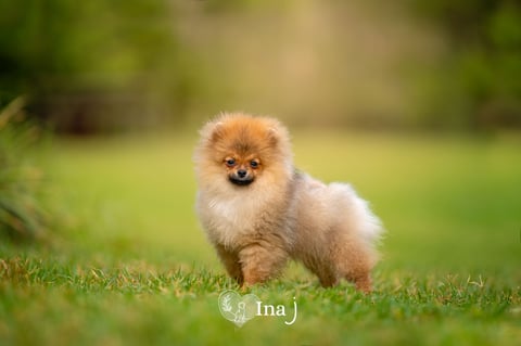 Nugget - Pomfire Pomeranians