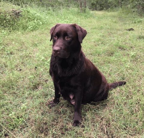 Galgababa Chocolady Josani “Josie”