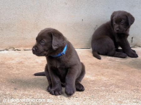 Romsen Labrador Retriever Puppies