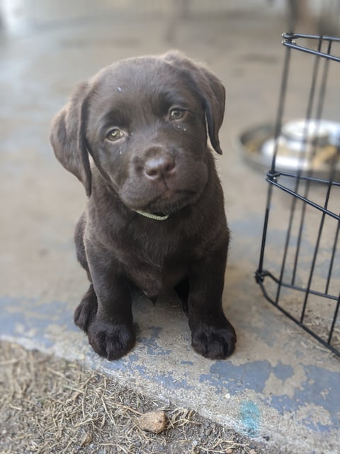 Romsen Labrador Retriever Puppy