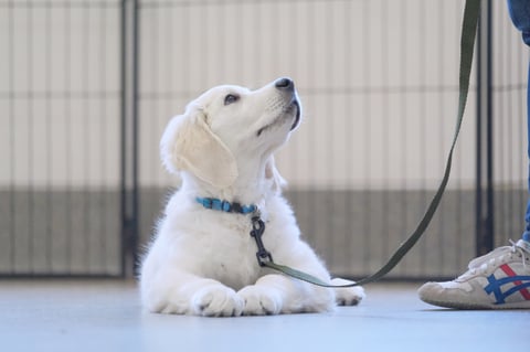 Confident, calm, mindful puppy.