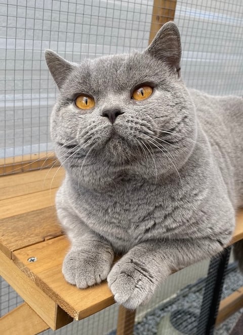 Enix British Shorthair Cats