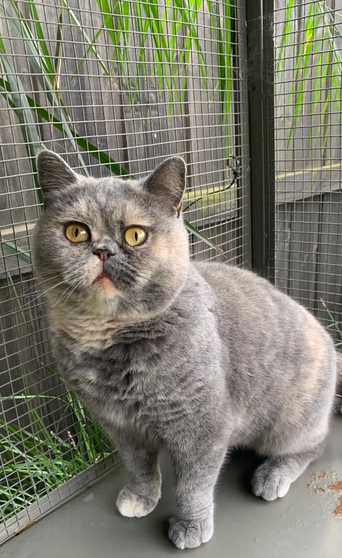 Enix British Shorthair Cats