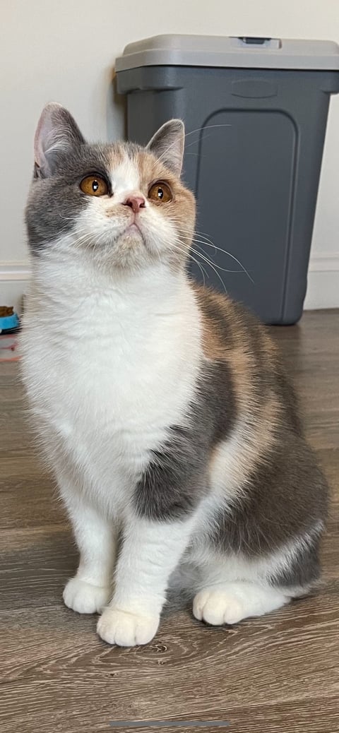 Enix British Shorthairs