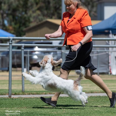 Mistypoint Kennels