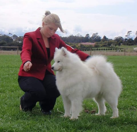 Snocozy Samoyeds - Pearcedale, Victoria