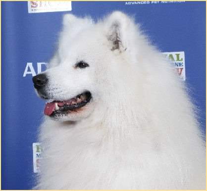 Snocozy Samoyeds