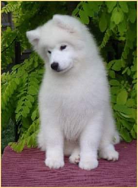 Snocozy Samoyeds - Pearcedale, Victoria