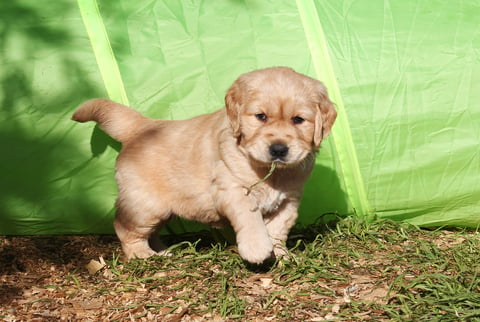 Puppy at play - Ambrecreek Golden Retrievers