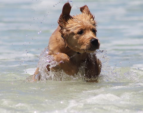 Harry enjoying the water