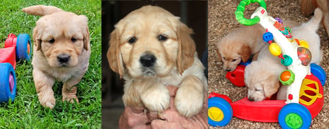 Ambrecreek puppy collage