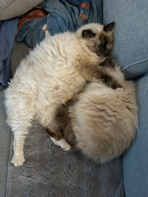 Goldilocks and Tate having a cuddle