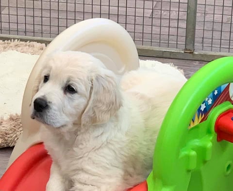 Beauty Queen - ALUBYC Golden Retrievers