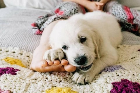 Cutie! ALUBYC Golden Retrievers