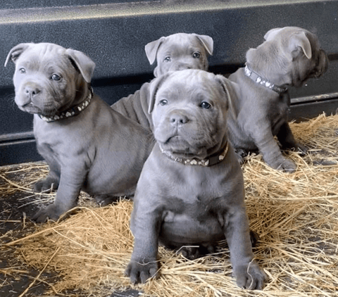 BONFAY Staffordshire Bull Terrier Puppies