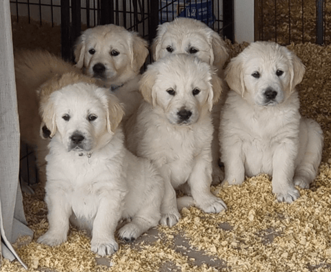 Sundaygold Golden Retriever Puppies