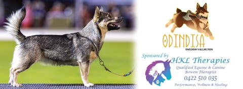 Champion Odindisa Vestr Reginlief LS N.SPRD (Astri
