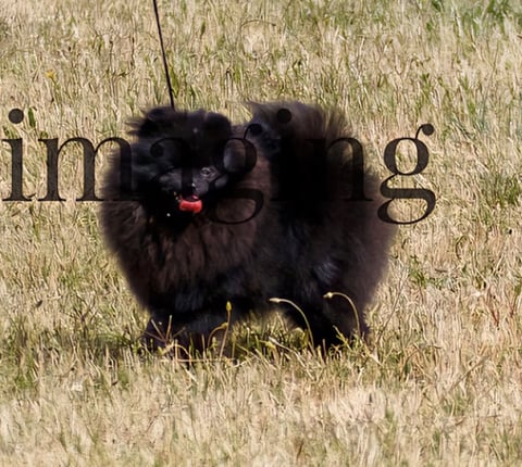 CH. Norebo ChewbaccaNoir