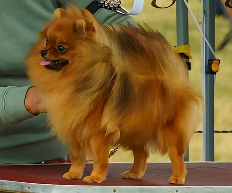 Norebo Marguerite My Pearl