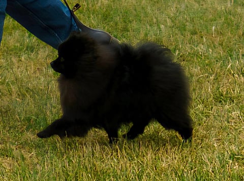 CH. Norebo ChewbaccaNoir