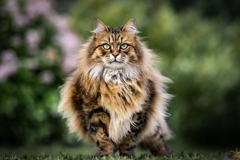 Sansa - Siberian  Forest Cat