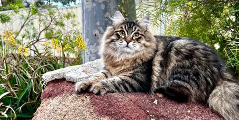 Vivaldi - Siberian forest cat